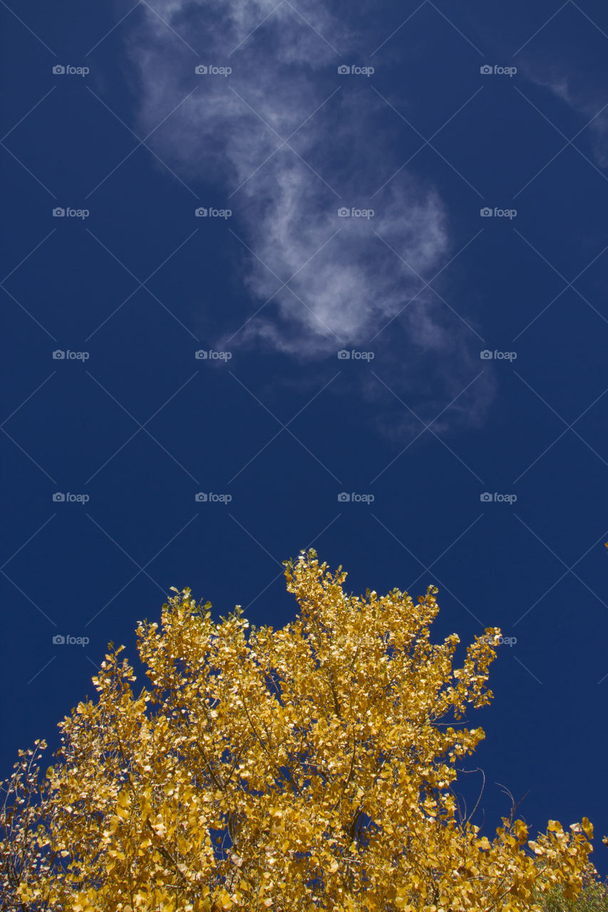 Yellow tree in the fall with blue sky and white cloud. 