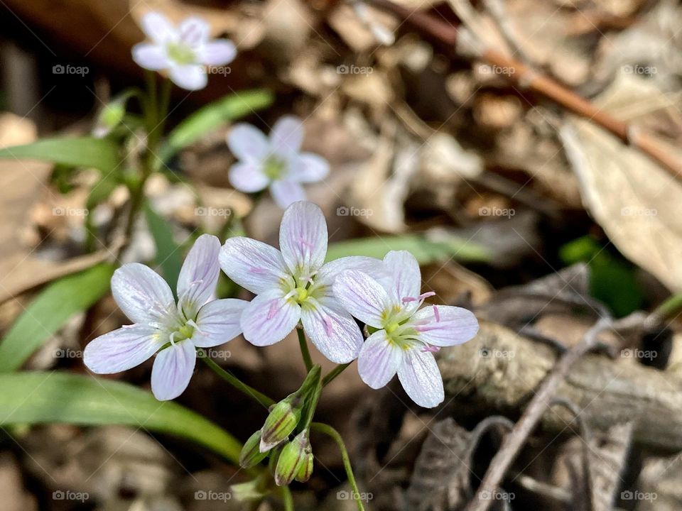 Delicate pink and white spring wildflowers emerging from the leaf litter on the forest floor 