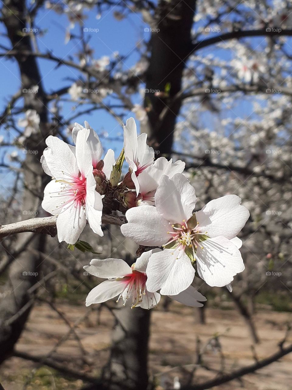 flores de primavera