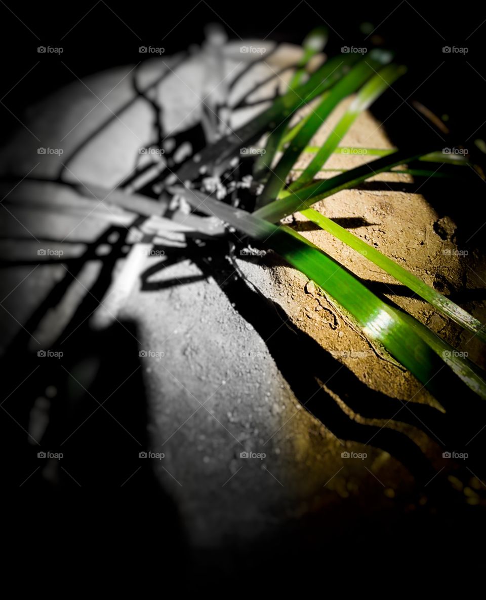 Title- Live Evergreen