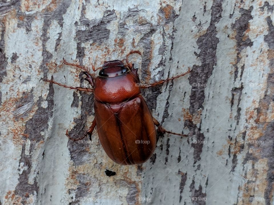 bark and beetle