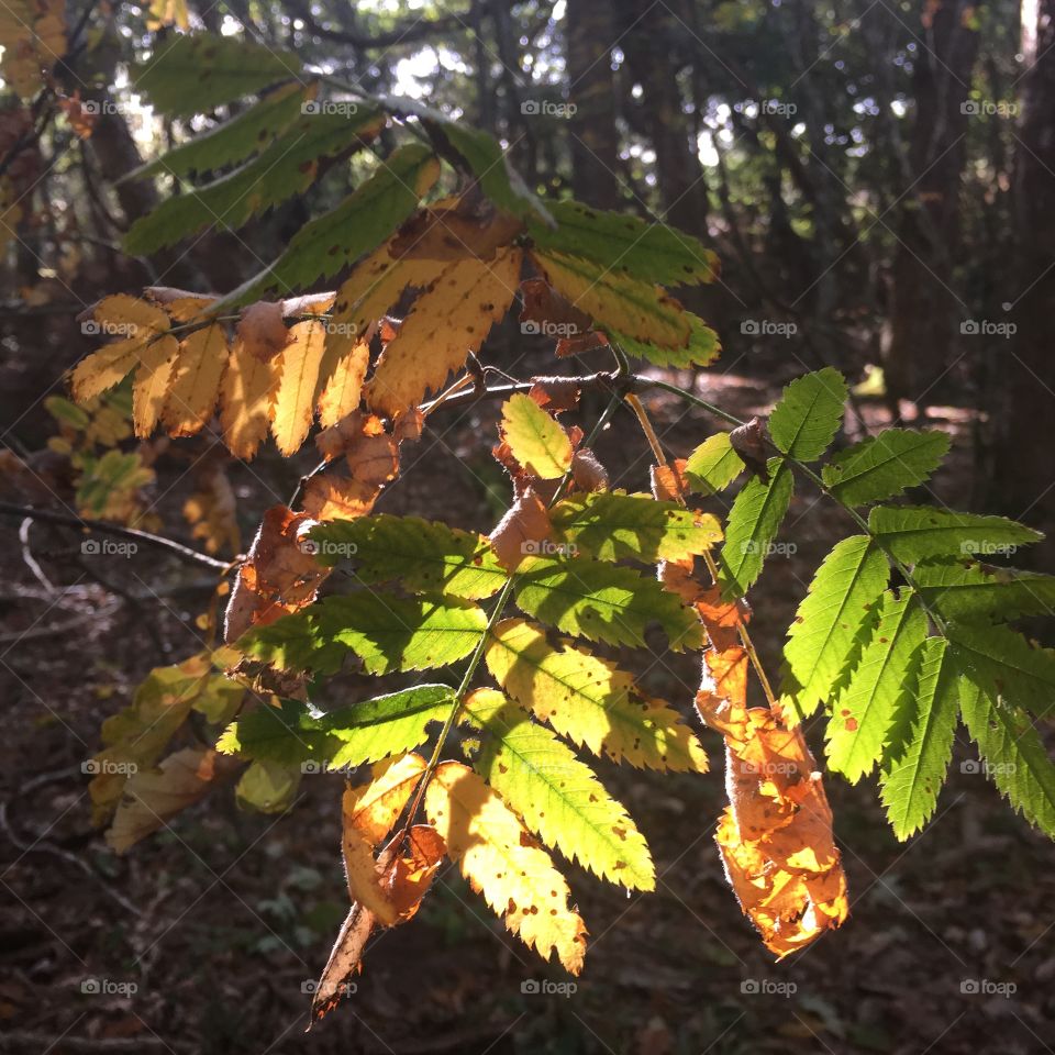 Sunlight on autumn leaves