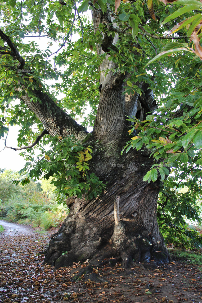 a tree in the sunlight