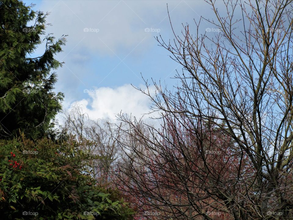 cloud over trees