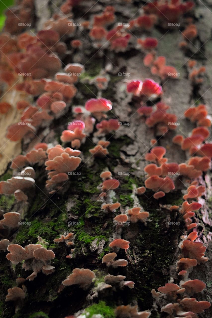 Mushroom Colony