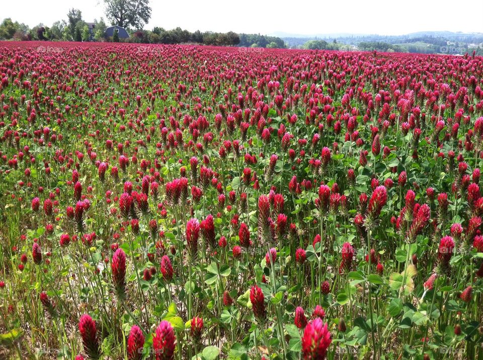 red clover