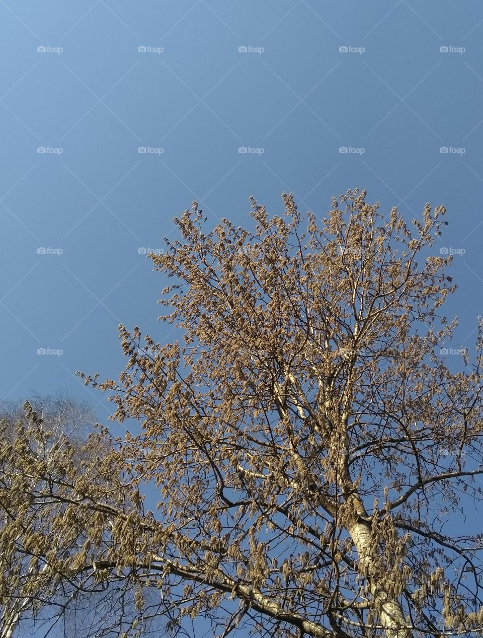 spring blooming tree blue sky background