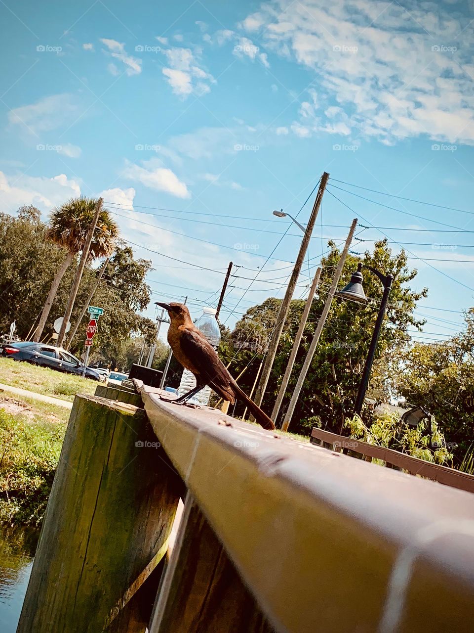 Cute Brown Bird With Funny Chirping Sound In Central Eastern Florida Standing On Wooden RampIn The City Park.