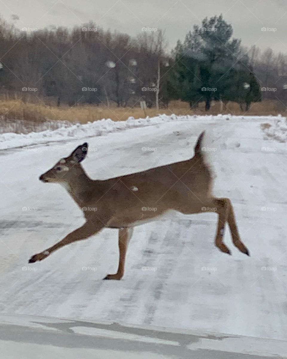 Boucherville Isles, Quebec, Canada 🍁