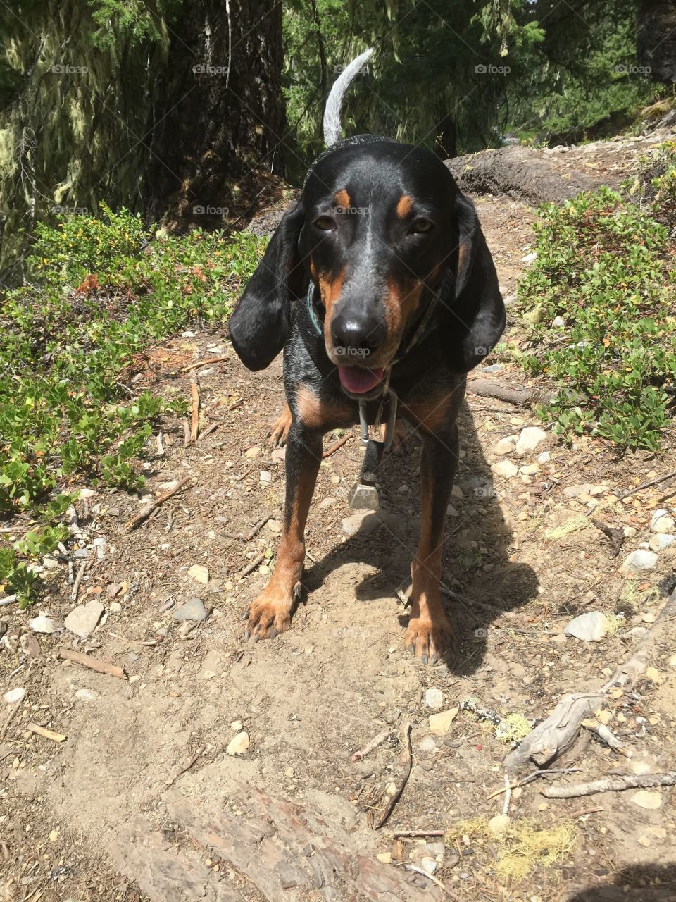 Hound dog smiling