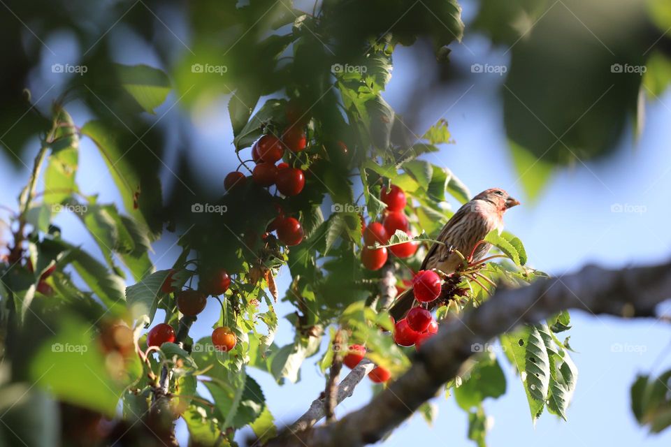 House finch perched on a cherry tree