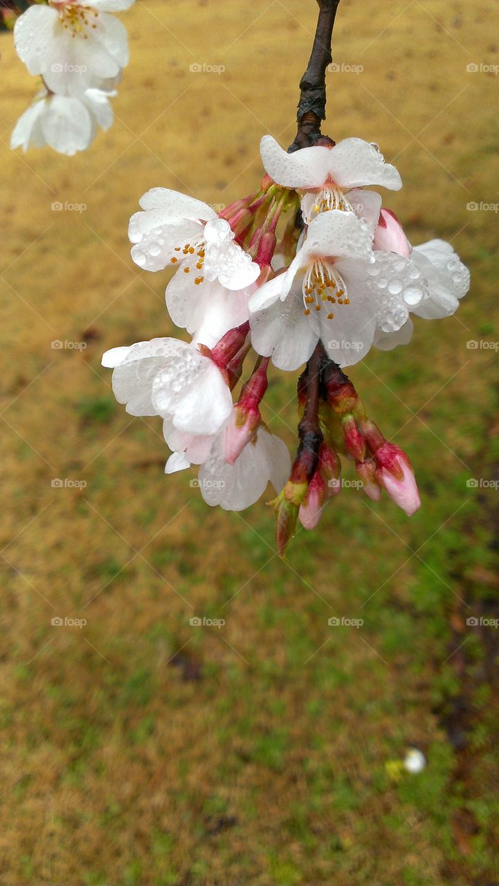 blossoms in Spring rain