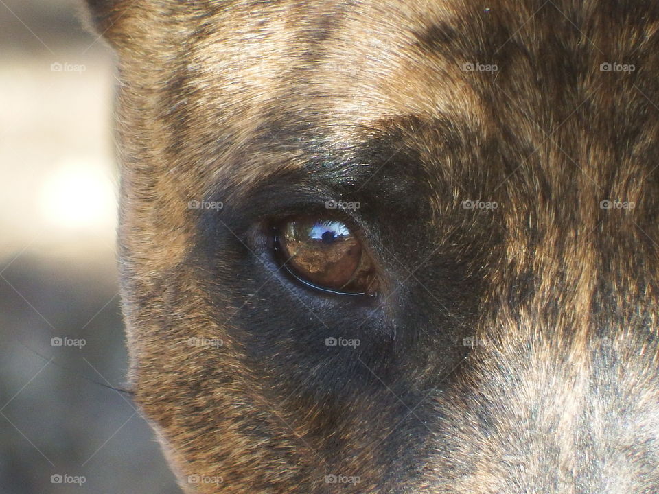 Close-up of rescued dog.