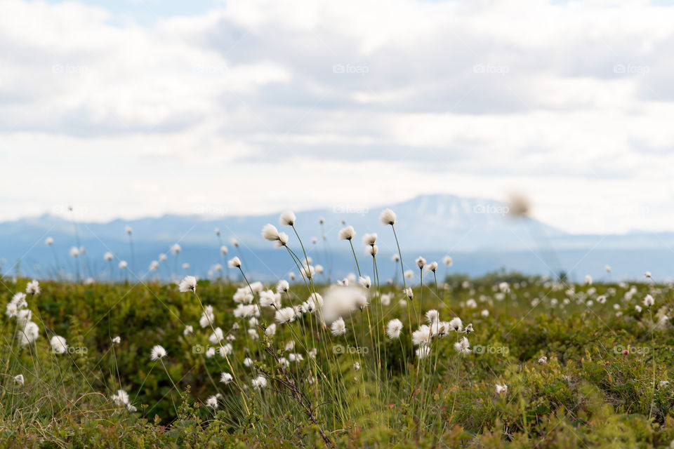 Cotton Wool