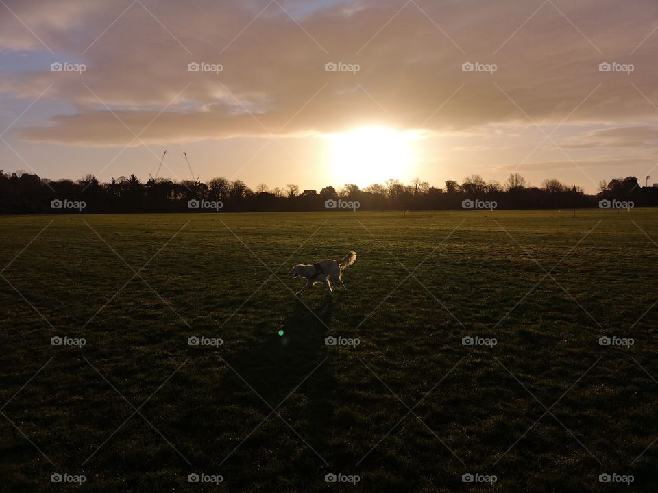 golden retriever in a large field with sunrise or sunset