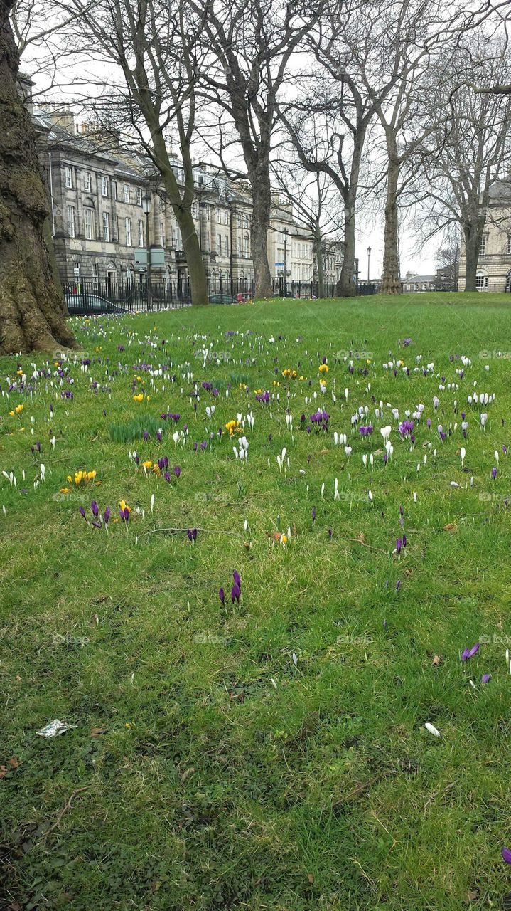 Spring in Edinburgh