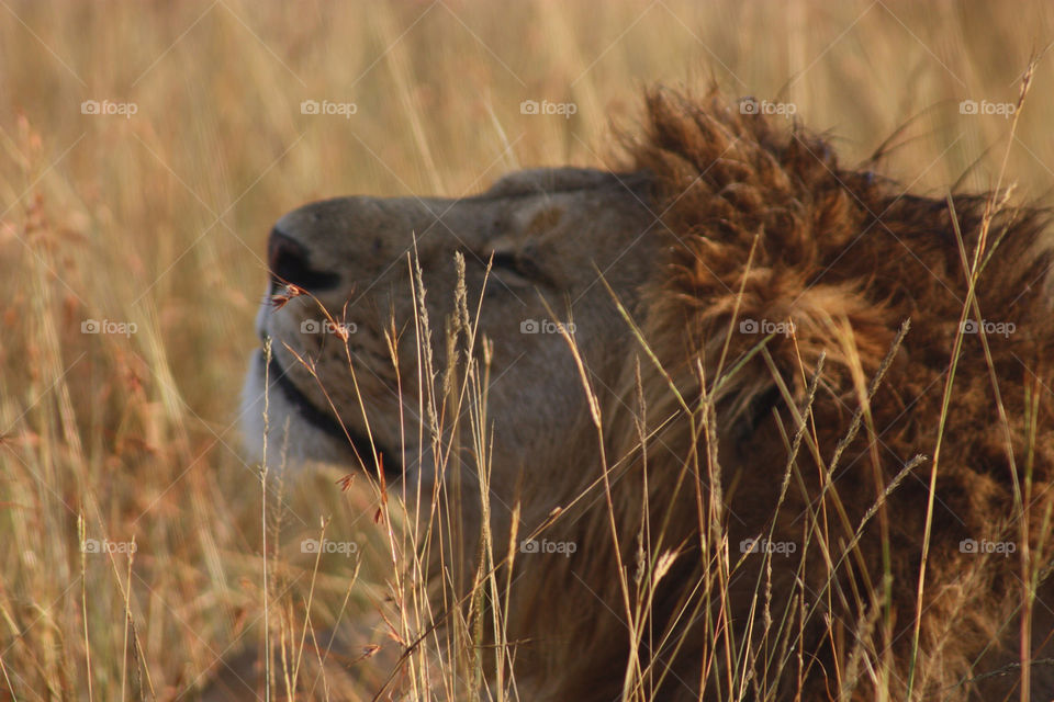 masai mara. kenya. africa cat main grass by twickers
