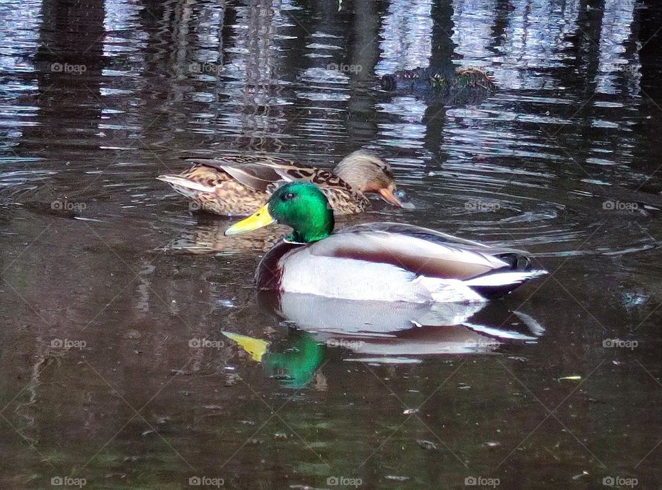 Spring. A couple of ducks swim in a puddle of snow: a bright male with a green head and a gray female. There are trees around. Ducks are reflected in the water.