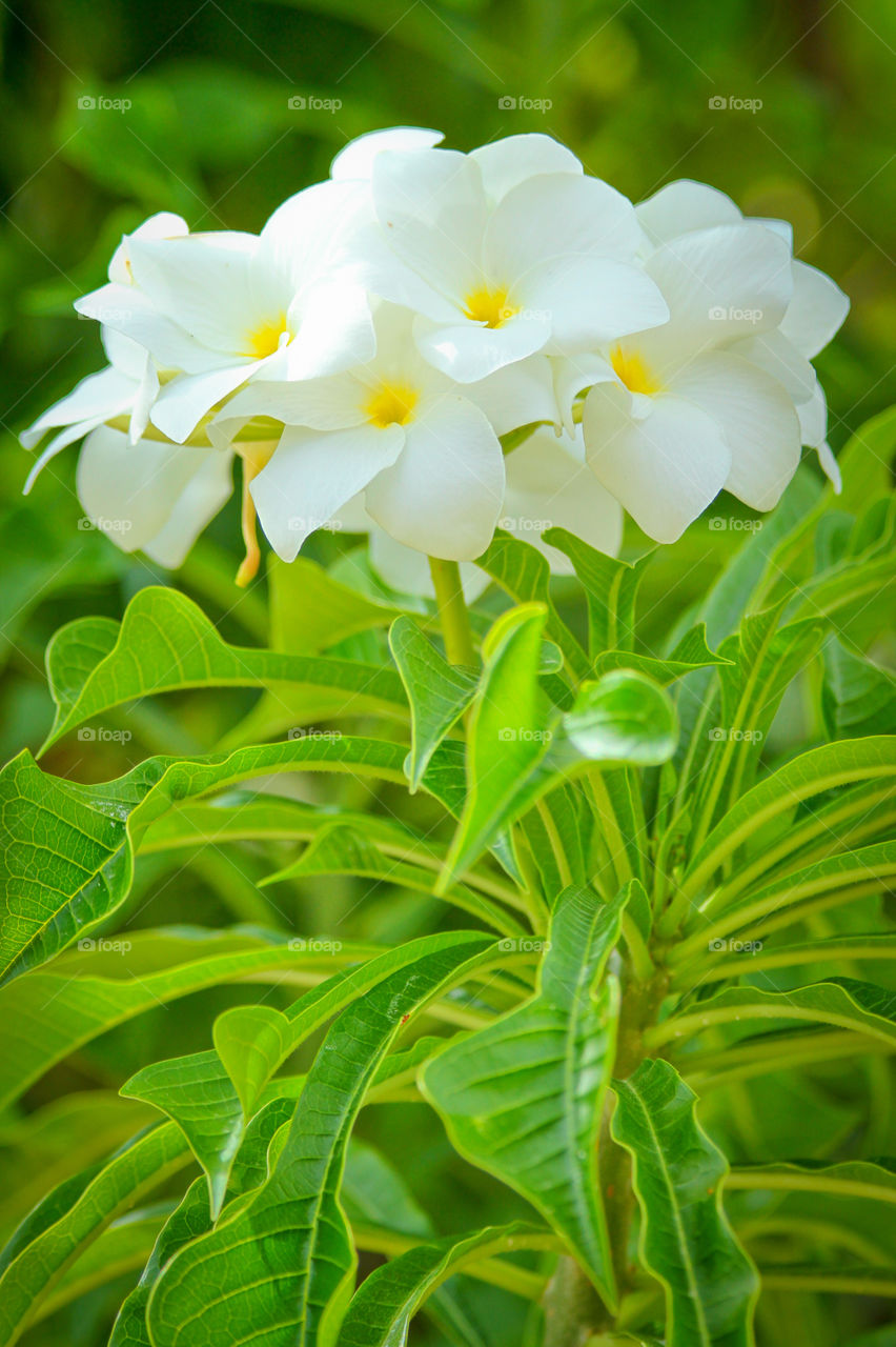 Macro shot of A white Flower in the Dominican Republic.