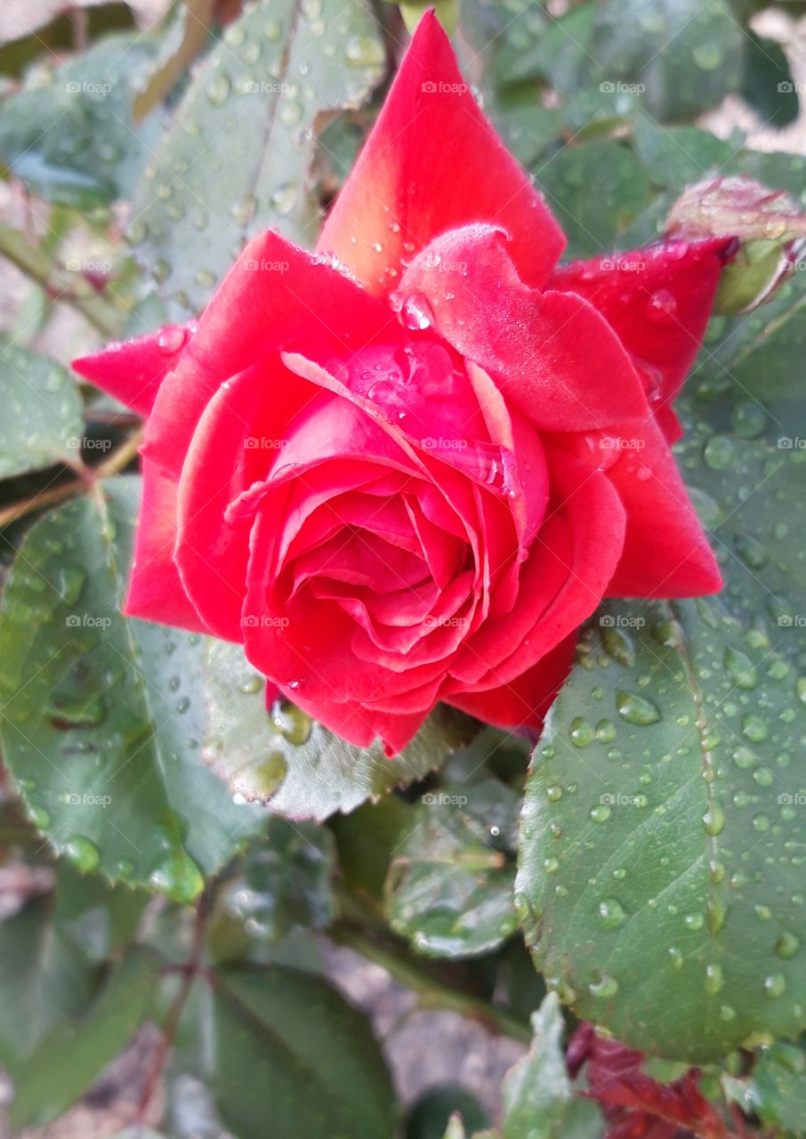 beauriful rose in the morning in Normandy