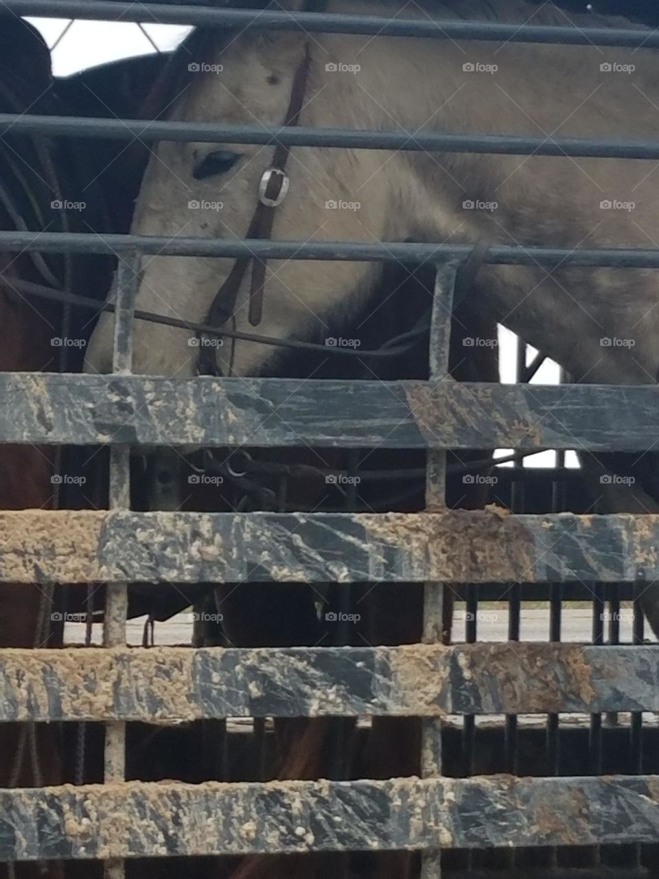 Traveling in Texas. Horses in a trailer