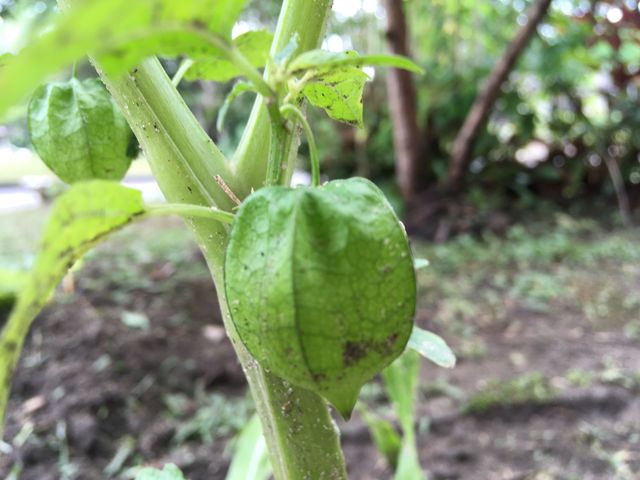 groundcherry