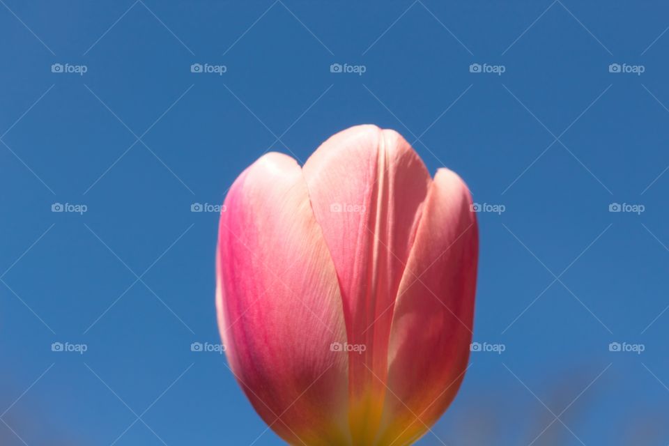 red tulip against sky