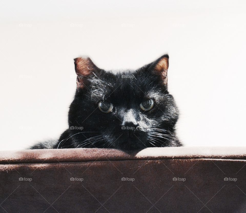 Black cat on sofa. 