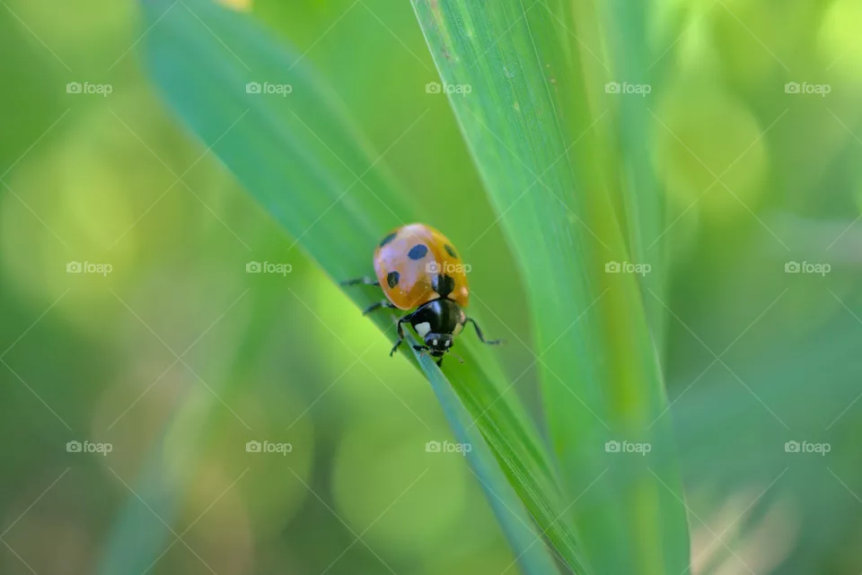 Beatle summer