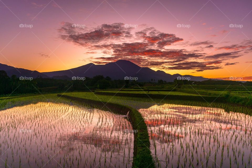 Sunrise in the morning at rice fields