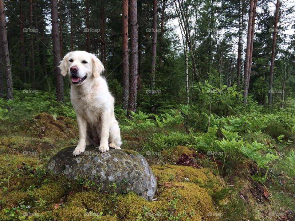 Dog in forest