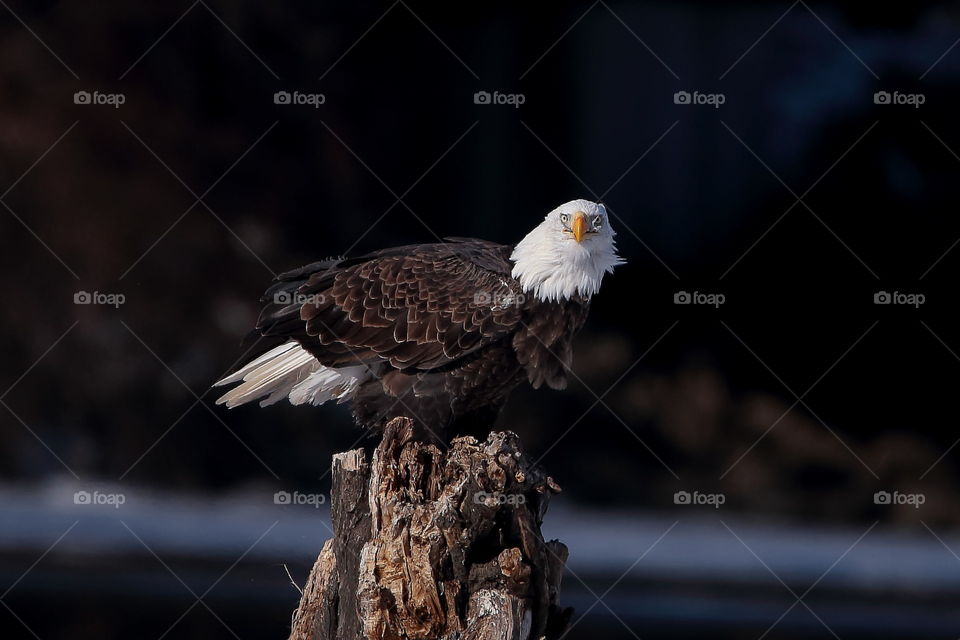 bald eagle