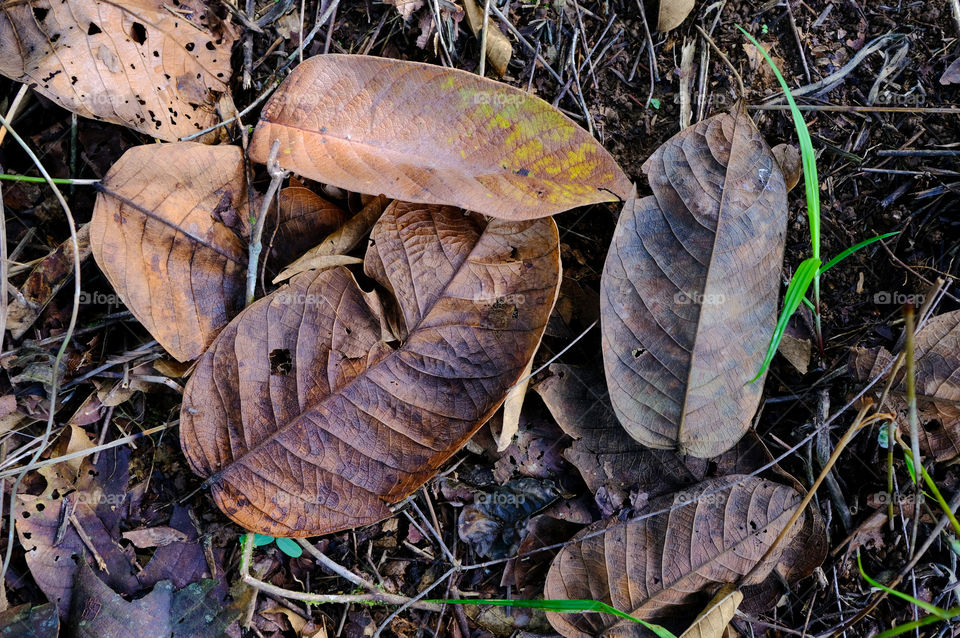 Dry leaves fallen in autumn