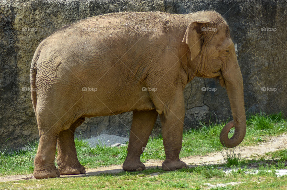 big elephant enjoys the sun