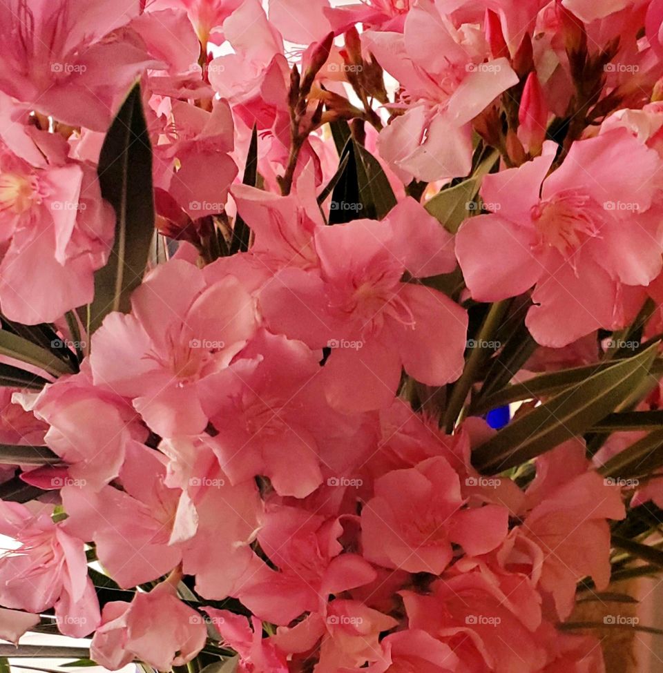 Oleander Blooms