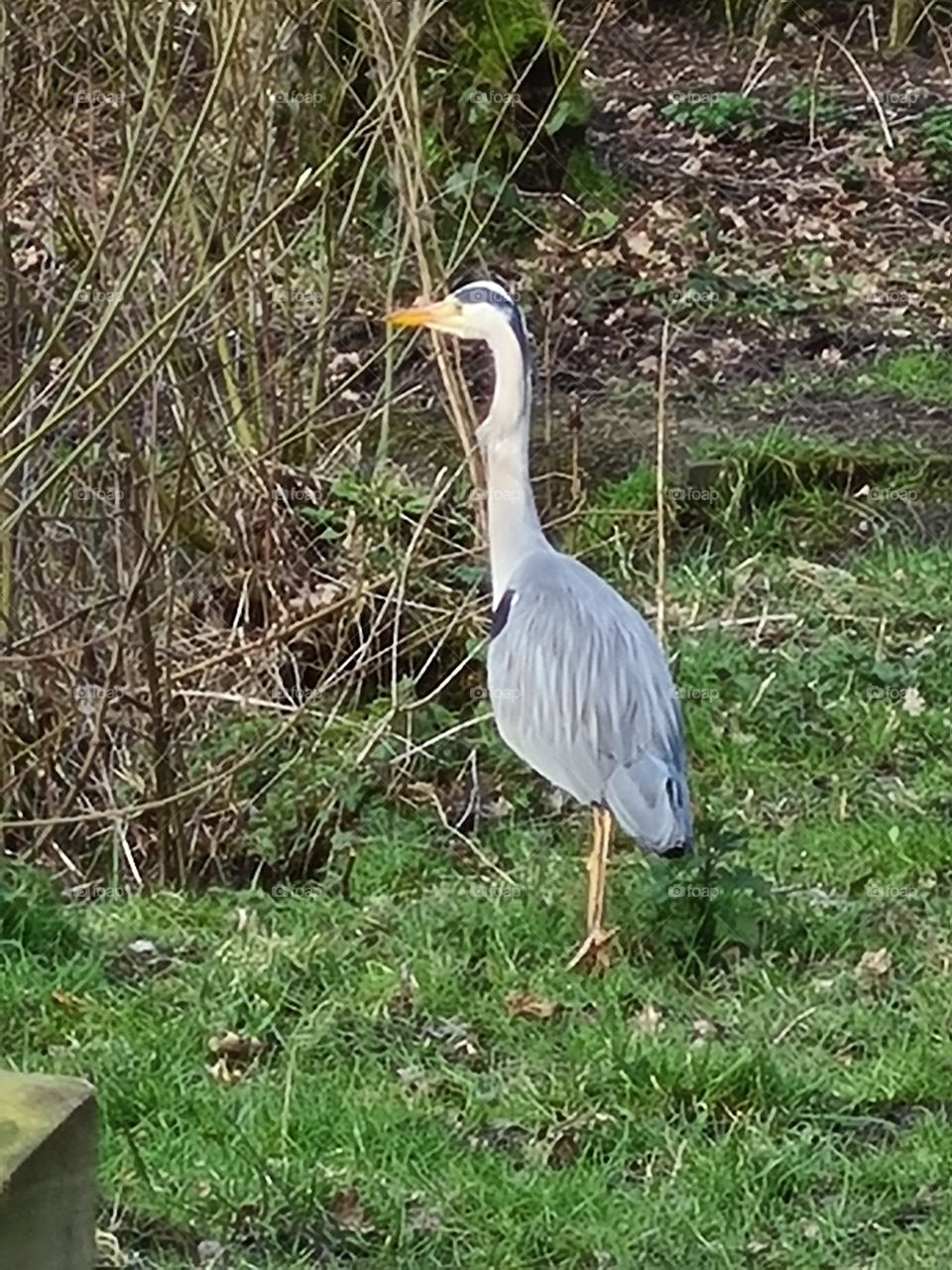 heron just chilling out before flying off