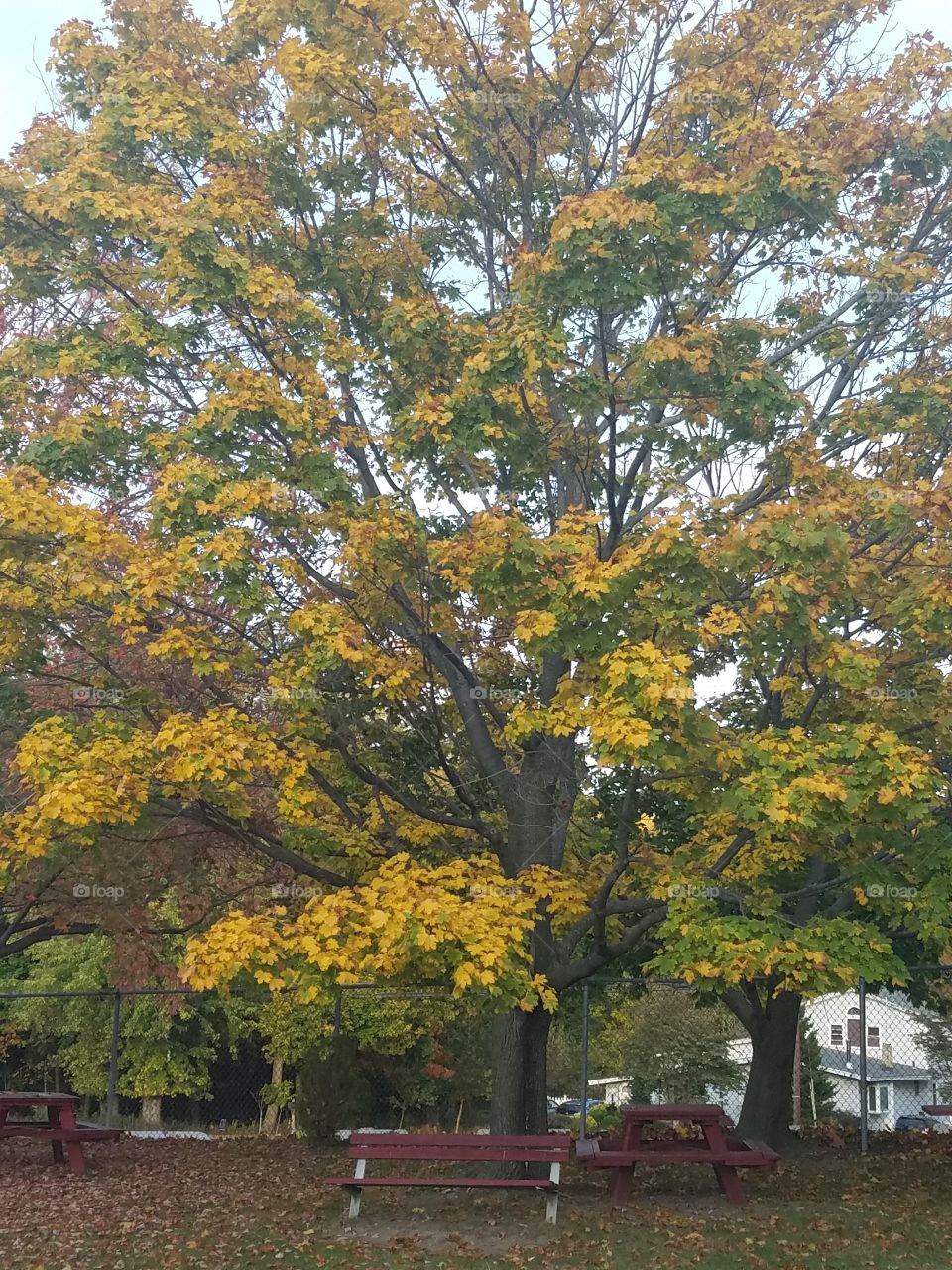 Autumn tree