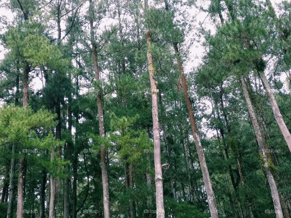 Hutan Pinus,Sine,Ngawi.