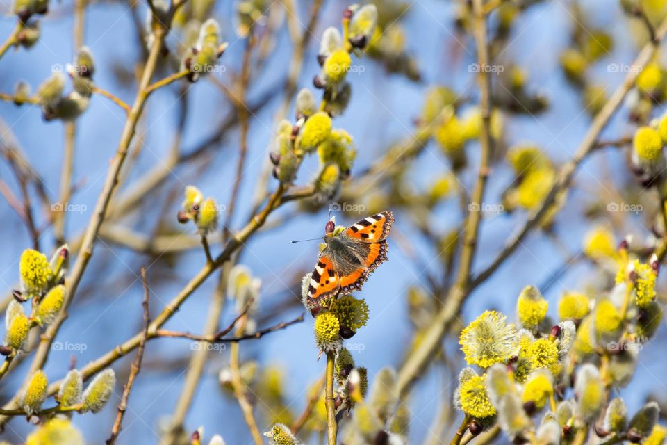 Butterfly collecting nectar from beautiful yellow catkins in a tree on a beautiful sunny spring day 