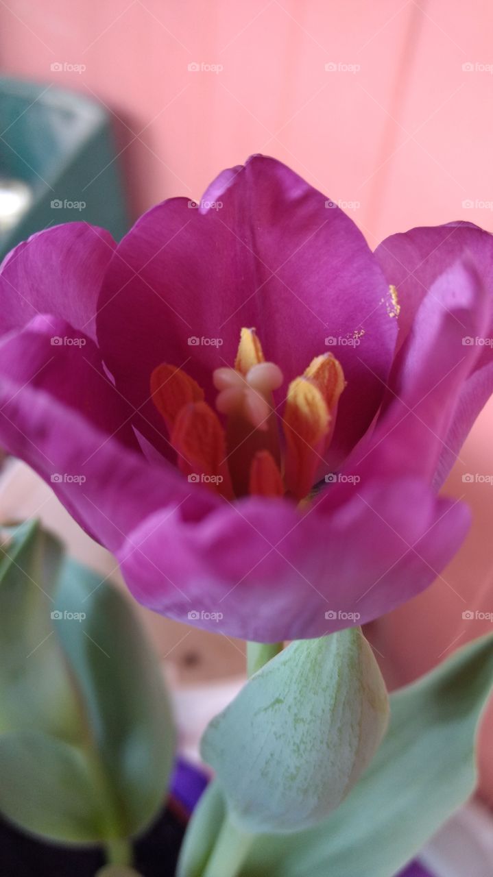 beautiful macro shot tulip