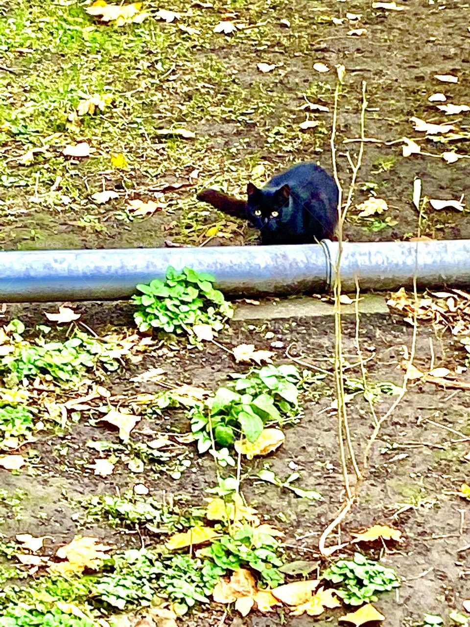 #cat #hunting
#black #pipe
# autumn #