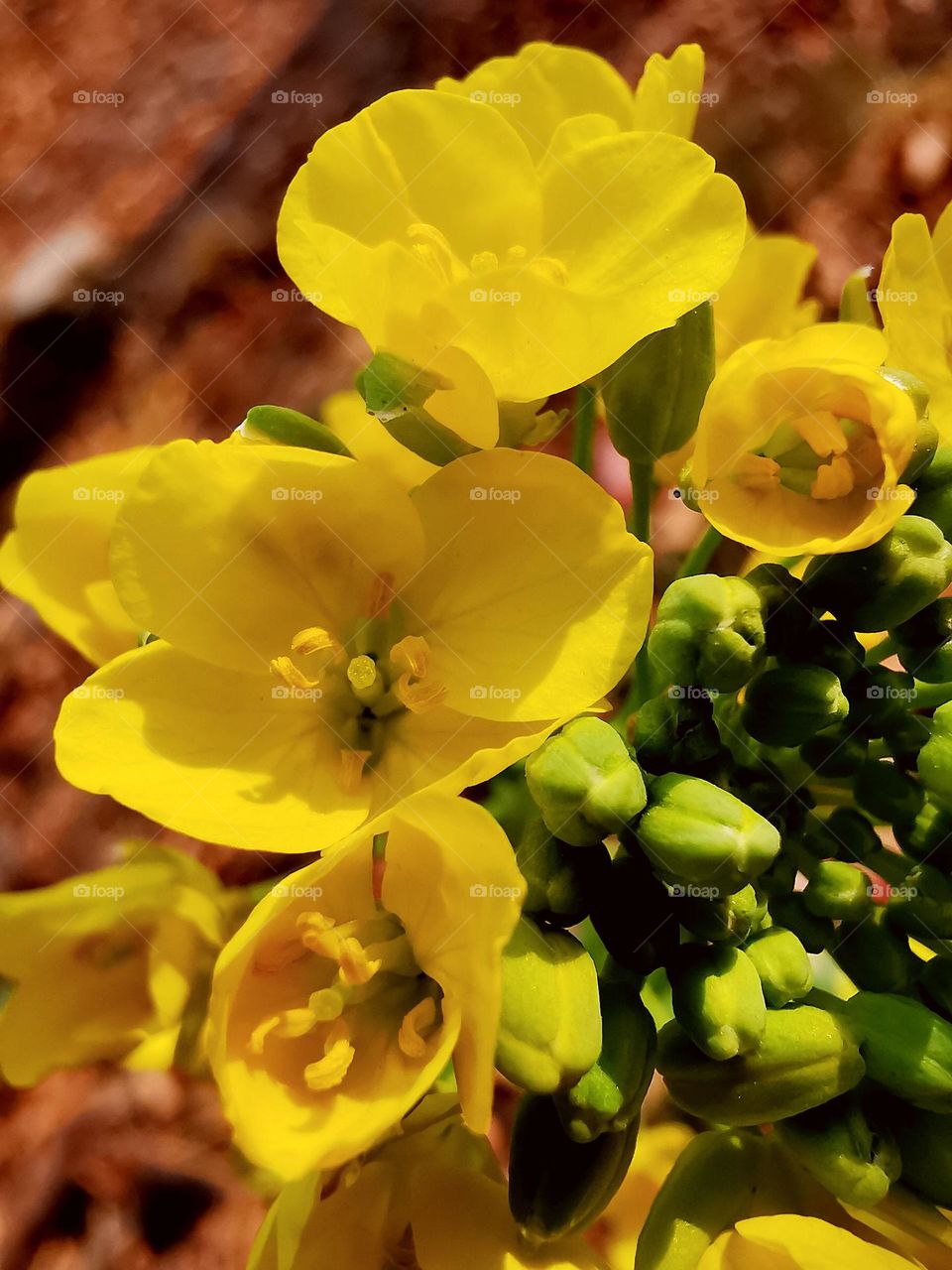winter shine on petals of flower