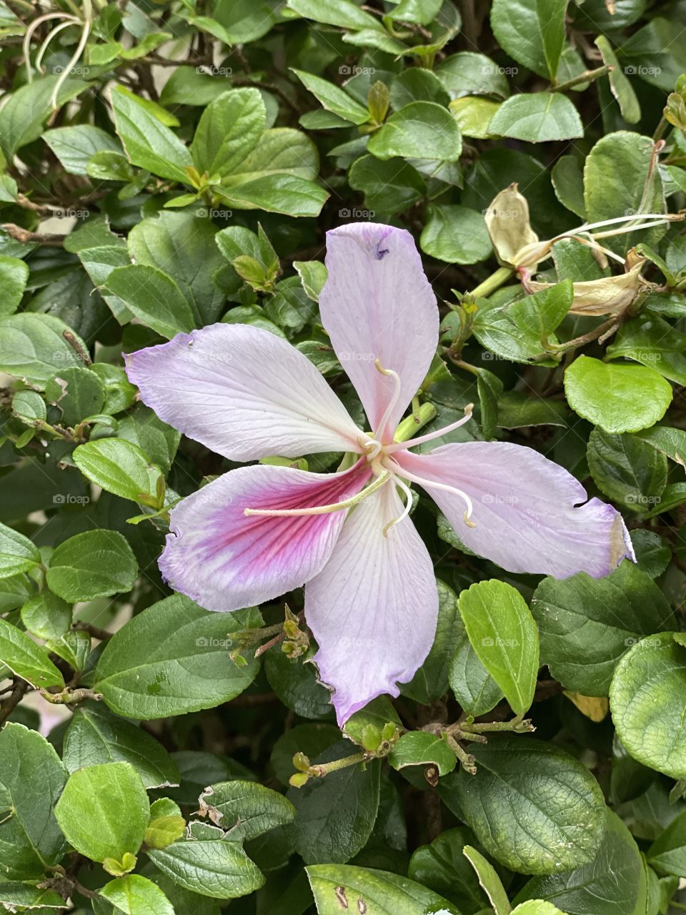 Flor caída 