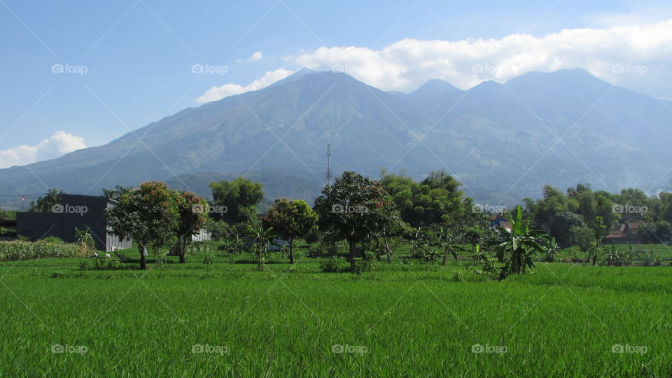 beutyful rice fields