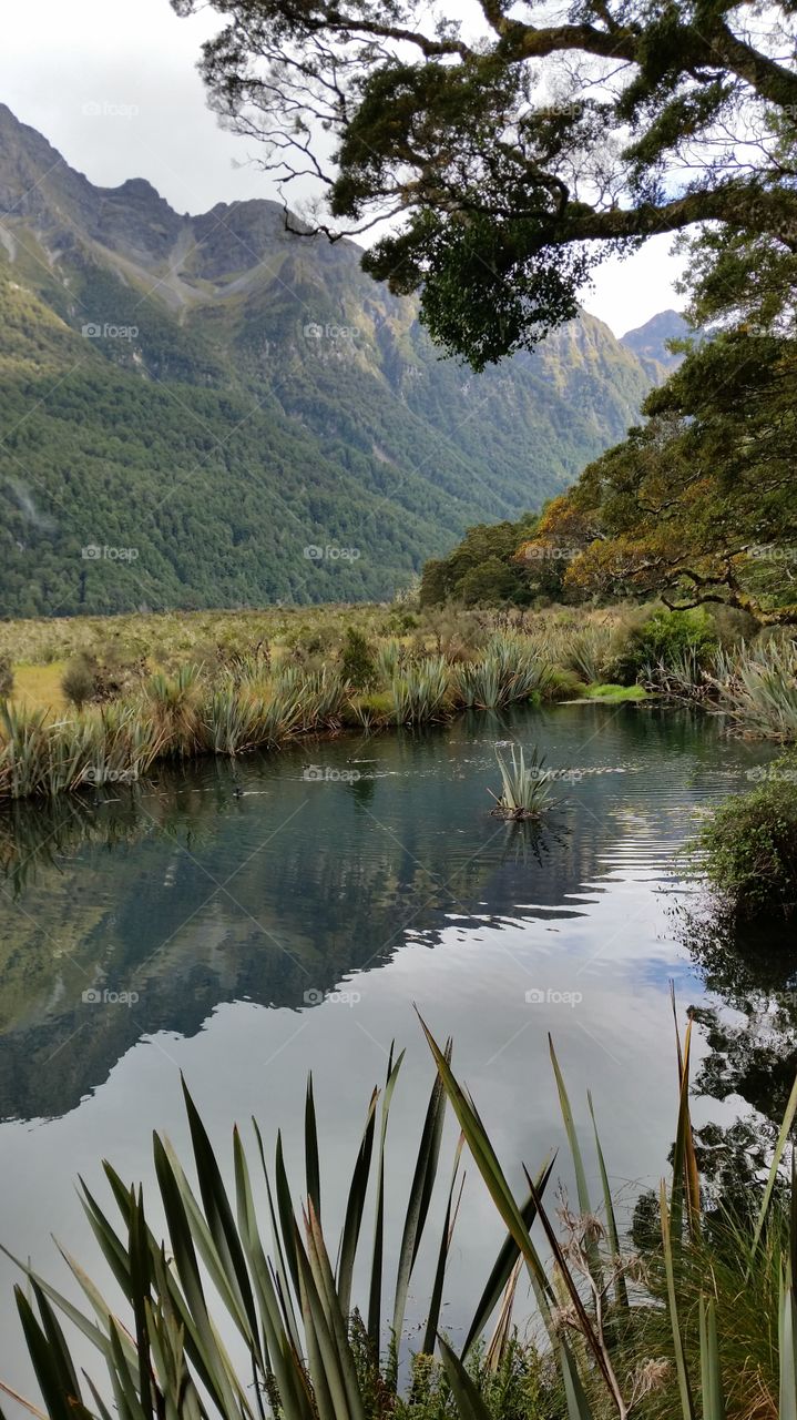 New zealand reflections