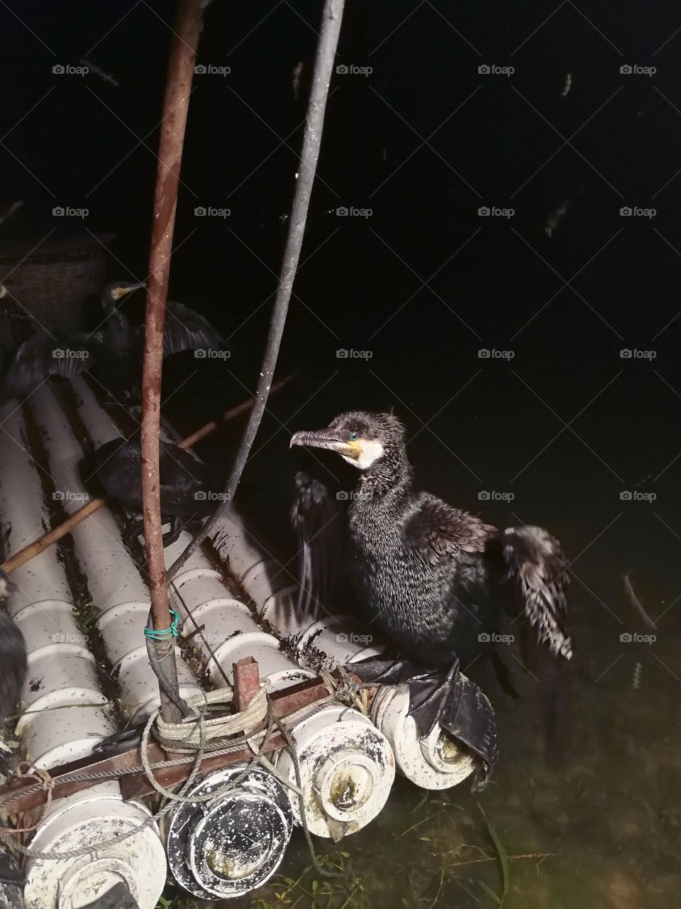 A Cormorant bird having a rest after catching fish for his fisherman. This technique is an ancient tradition, practiced in Guilin, in China.