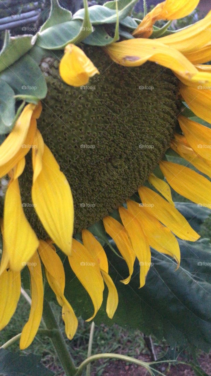 sunflower