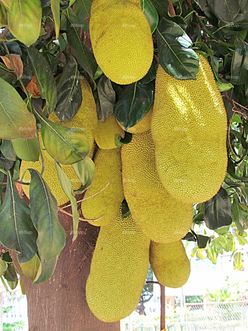 jaca - fruta do Brasil