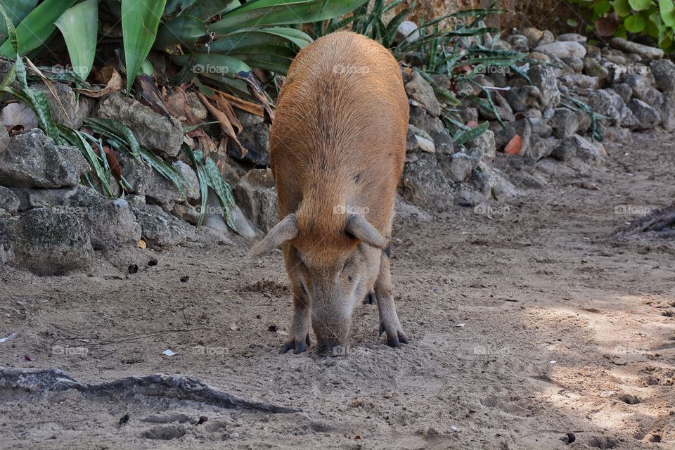 Pig on the beach