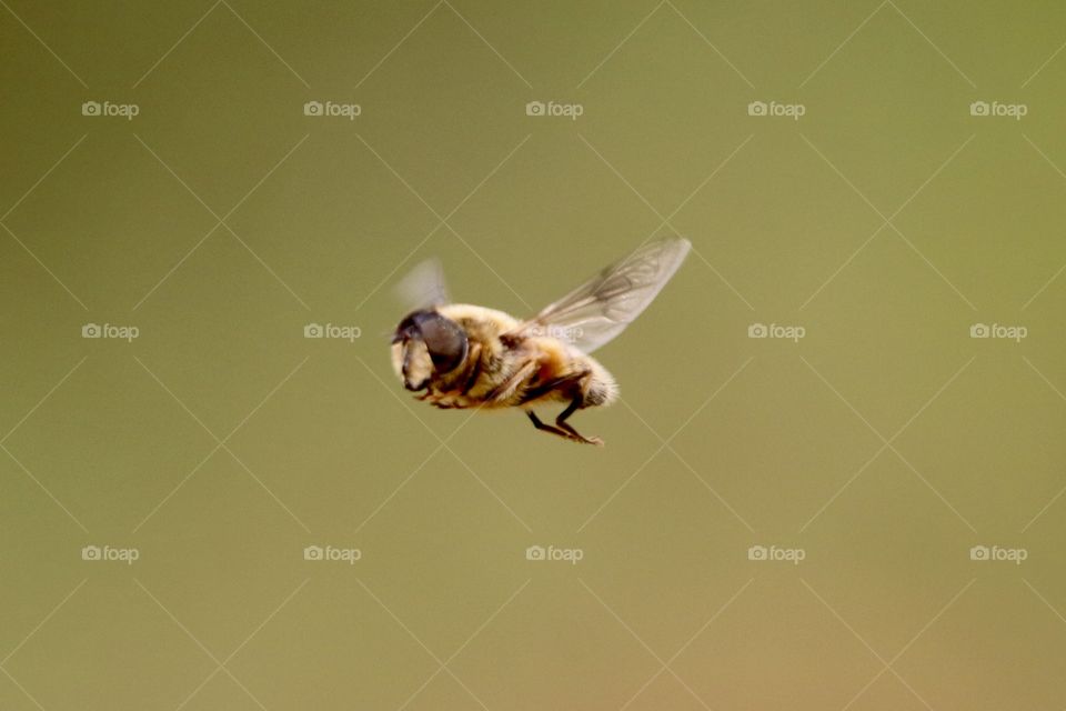 Bee